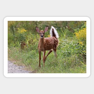 A Startled Fawn Checking Me Out Sticker